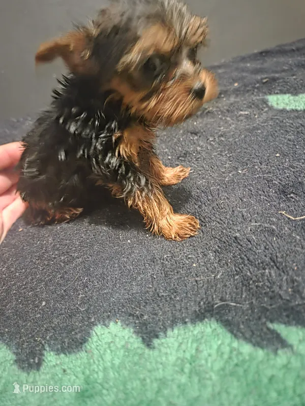 1st boy yokie pup  – Yorkshire Terrier puppy for sale in Aiken, SC