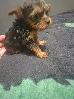 1st boy yokie pup , a male Yorkshire Terrier for sale in Aiken, SC – 1 of 2