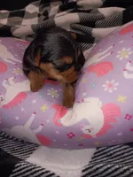 Stormys liter, a female Yorkshire Terrier for sale in Aiken, SC – 3 of 7