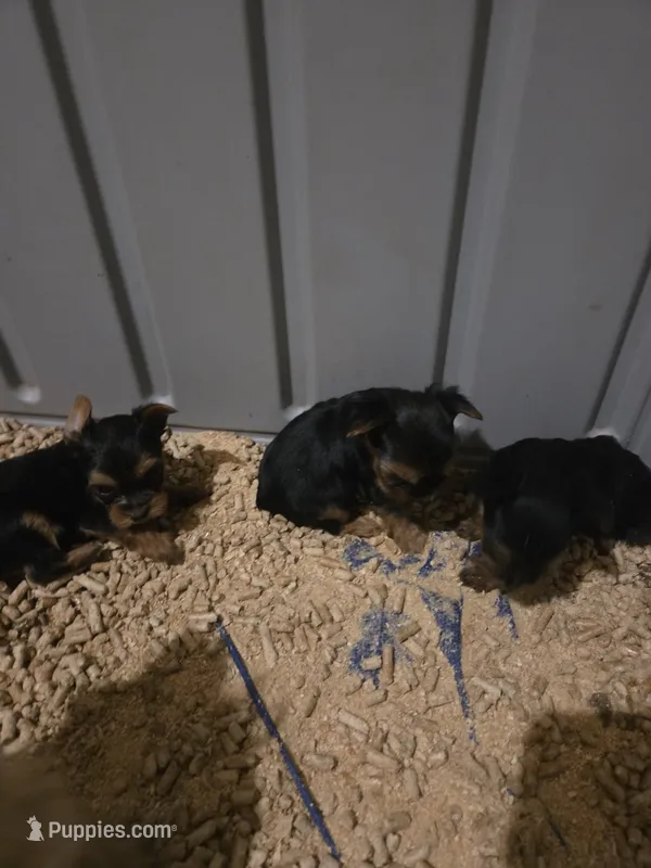 Stormys liter – Yorkshire Terrier puppy for sale in Aiken, SC
