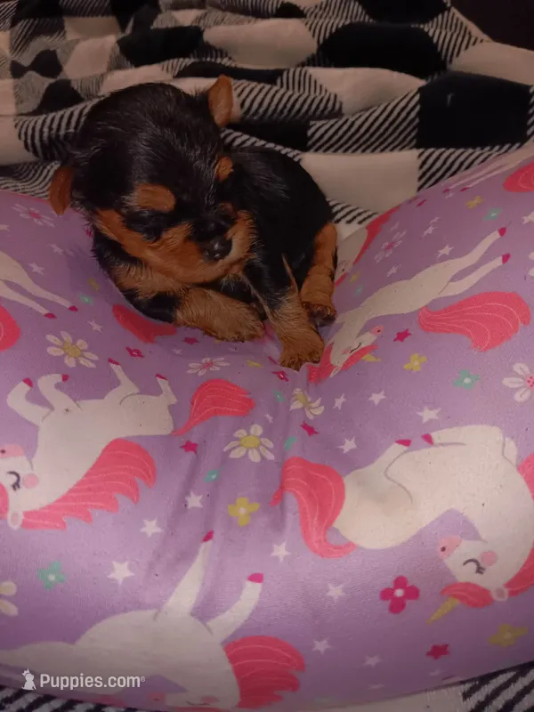 Stormys liter – Yorkshire Terrier puppy for sale in Aiken, SC