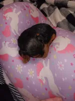 Stormys liter, a female Yorkshire Terrier for sale in Aiken, SC – 6 of 7