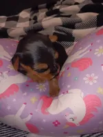 Stormys liter, a female Yorkshire Terrier for sale in Aiken, SC – 5 of 7