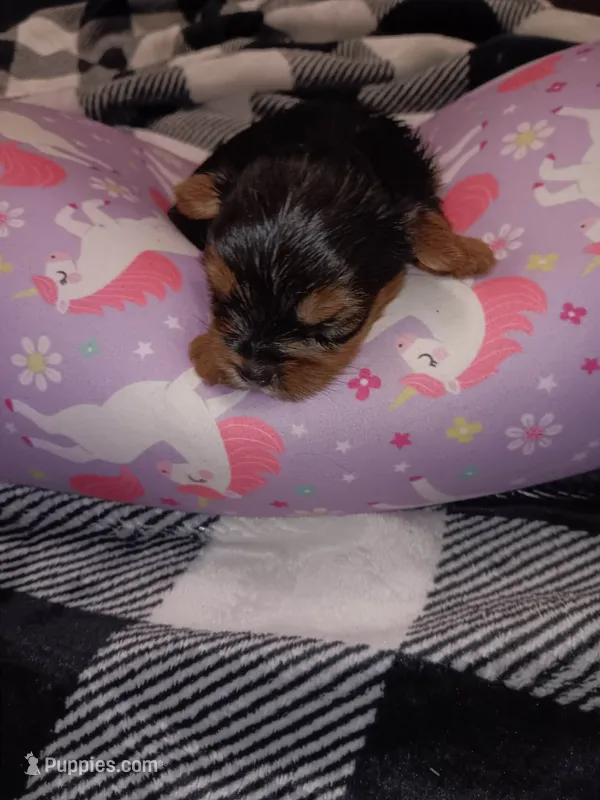 Stormys liter – Yorkshire Terrier puppy for sale in Aiken, SC