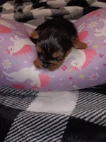 Stormys liter, a female Yorkshire Terrier for sale in Aiken, SC – 1 of 7