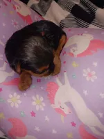 Stormys liter, a female Yorkshire Terrier for sale in Aiken, SC – 2 of 7