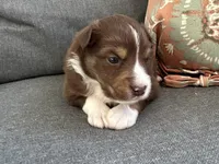 Steve, a male Miniature Australian Shepherd for sale in Homerville, GA – Photo 4 of 4