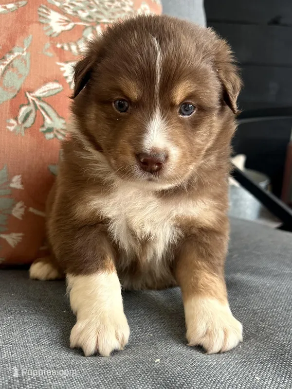 Steve – Miniature Australian Shepherd puppy for sale in Homerville, GA