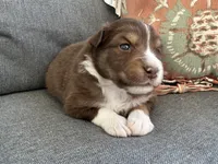 Steve, a male Miniature Australian Shepherd for sale in Homerville, GA – Photo 1 of 4