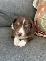 Steve, a male Miniature Australian Shepherd for sale in Homerville, GA – Photo 2 of 4