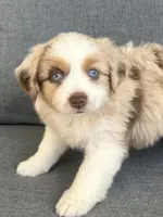 Dottie, a female Miniature Australian Shepherd for sale in Homerville, GA – Photo 1 of 2