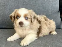 Dottie, a female Miniature Australian Shepherd for sale in Homerville, GA – Photo 2 of 2