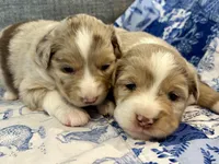 Elle, a female Miniature Australian Shepherd for sale in Homerville, GA – Photo 5 of 5