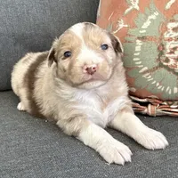 Elle, a female Miniature Australian Shepherd for sale in Homerville, GA – Photo 9 of 10