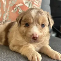 Elle, a female Miniature Australian Shepherd for sale in Homerville, GA – Photo 1 of 10