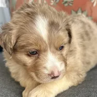 Elle, a female Miniature Australian Shepherd for sale in Homerville, GA – Photo 5 of 10