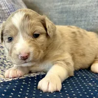 Elle, a female Miniature Australian Shepherd for sale in Homerville, GA – Photo 7 of 10