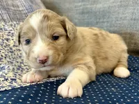 Elle, a female Miniature Australian Shepherd for sale in Homerville, GA – Photo 1 of 5
