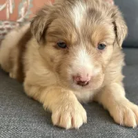 Elle, a female Miniature Australian Shepherd for sale in Homerville, GA – Photo 4 of 10