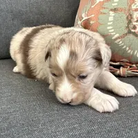 Elle, a female Miniature Australian Shepherd for sale in Homerville, GA – Photo 10 of 10