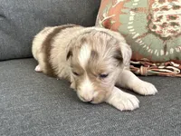 Elle, a female Miniature Australian Shepherd for sale in Homerville, GA – Photo 4 of 5