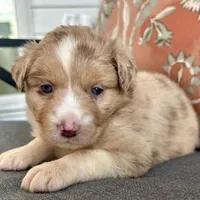 Elle, a female Miniature Australian Shepherd for sale in Homerville, GA – Photo 6 of 10