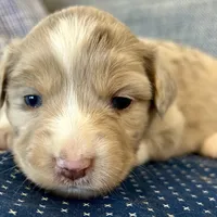 Elle, a female Miniature Australian Shepherd for sale in Homerville, GA – Photo 8 of 10