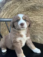 Blaze, a male Miniature Australian Shepherd for sale in Homerville, GA – Photo 3 of 3