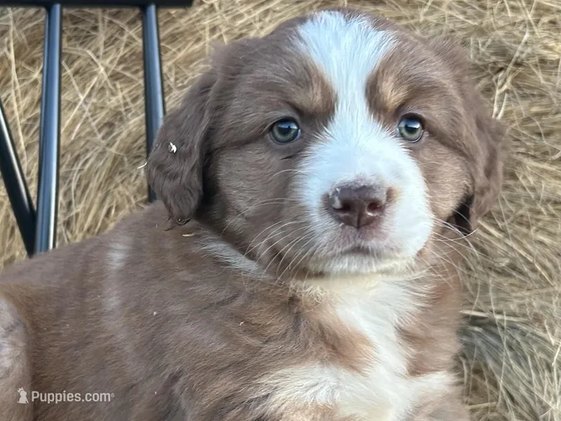 Blaze – Miniature Australian Shepherd puppy for sale in Homerville, GA