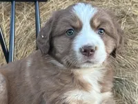 Blaze, a male Miniature Australian Shepherd for sale in Homerville, GA – Photo 1 of 3