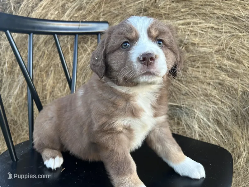 Blaze – Miniature Australian Shepherd puppy for sale in Homerville, GA
