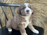 Blaze, a male Miniature Australian Shepherd for sale in Homerville, GA – Photo 2 of 3