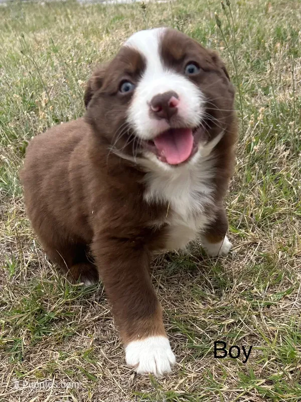 Copper – Miniature Australian Shepherd puppy for sale in Homerville, GA