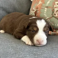 Joy, a female Miniature Australian Shepherd for sale in Homerville, GA – Photo 7 of 10