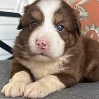 Joy, a female Miniature Australian Shepherd for sale in Homerville, GA – Photo 4 of 10
