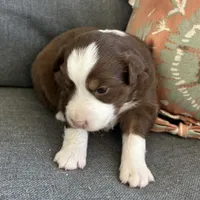 Joy, a female Miniature Australian Shepherd for sale in Homerville, GA – Photo 8 of 10