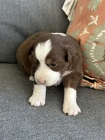 Joyce, a female Miniature Australian Shepherd for sale in Homerville, GA – Photo 2 of 4