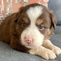 Joy, a female Miniature Australian Shepherd for sale in Homerville, GA – Photo 3 of 10