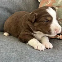 Joy, a female Miniature Australian Shepherd for sale in Homerville, GA – Photo 10 of 10