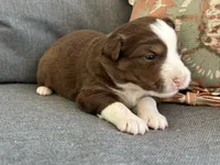 Joyce, a female Miniature Australian Shepherd for sale in Homerville, GA – Photo 3 of 4