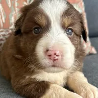 Joy, a female Miniature Australian Shepherd for sale in Homerville, GA – Photo 2 of 10