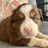 Joy, a female Miniature Australian Shepherd for sale in Homerville, GA – Photo 6 of 10
