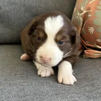 Joy, a female Miniature Australian Shepherd for sale in Homerville, GA – Photo 9 of 10