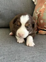Joyce, a female Miniature Australian Shepherd for sale in Homerville, GA – Photo 1 of 4