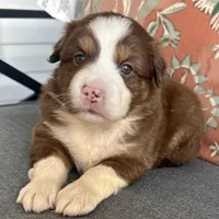 Joy, a female Miniature Australian Shepherd for sale in Homerville, GA – Photo 5 of 10