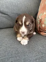 Robin, a female Miniature Australian Shepherd for sale in Homerville, GA – Photo 2 of 4