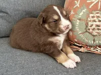 Robin, a female Miniature Australian Shepherd for sale in Homerville, GA – Photo 3 of 4