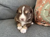 Robin, a female Miniature Australian Shepherd for sale in Homerville, GA – Photo 4 of 4
