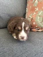 Robin, a female Miniature Australian Shepherd for sale in Homerville, GA – Photo 1 of 4