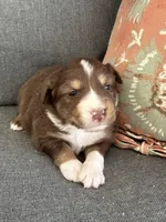 Erica, a female Miniature Australian Shepherd for sale in Homerville, GA – Photo 1 of 4